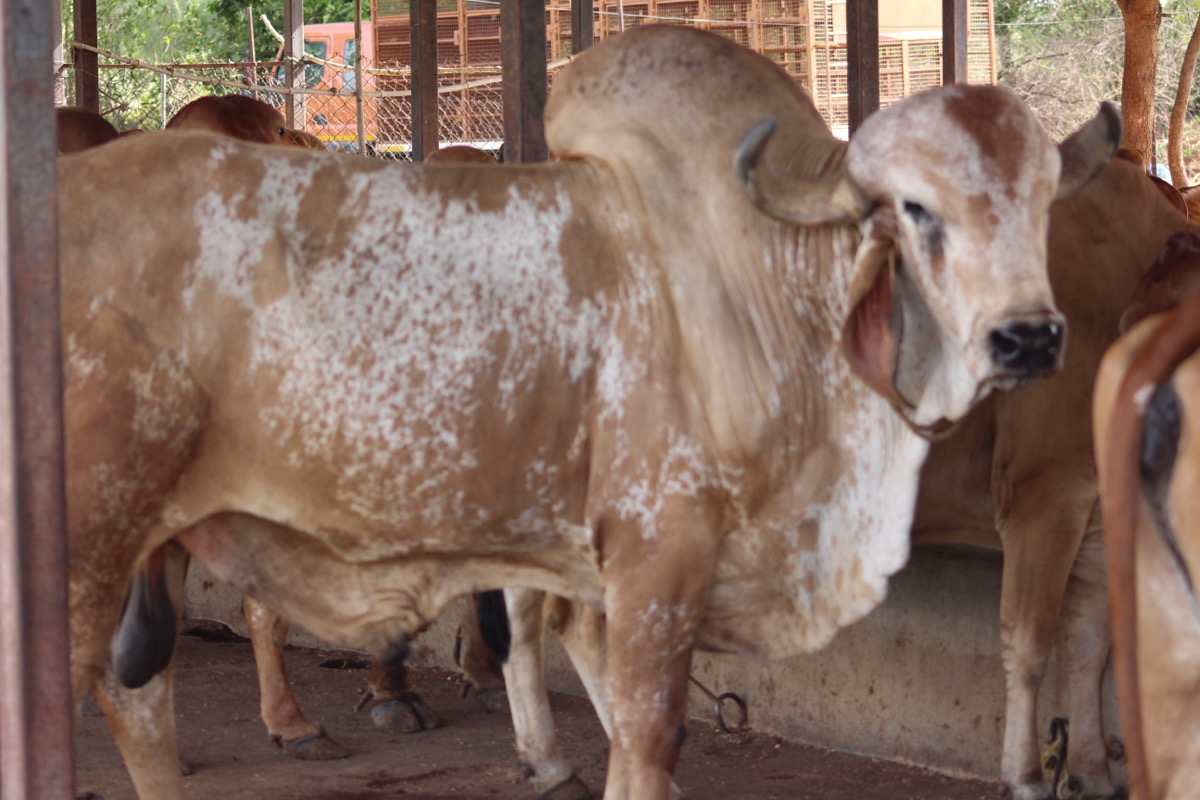 Sanctuary cow